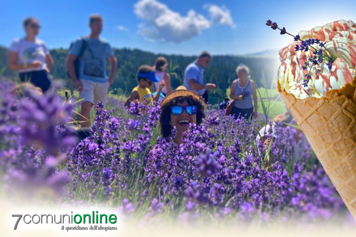 Azienda agricola La Calendula di Asiago - lavanda - Lisa Cantele