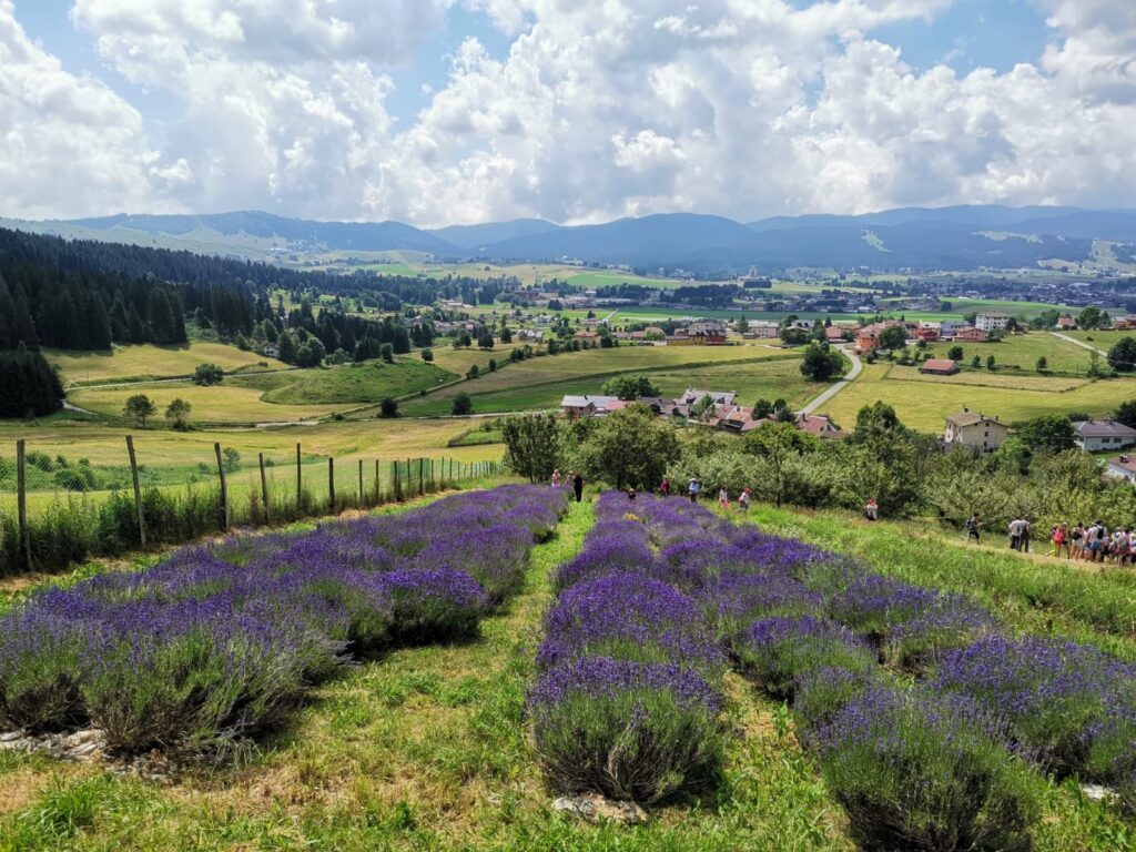 Lavanda - Cantele